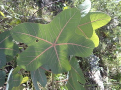 Manihot peltata