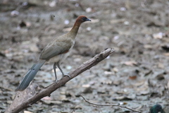Ortalis garrula