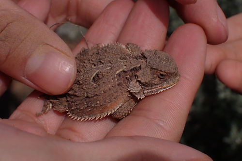 Greater Short-horned Lizard