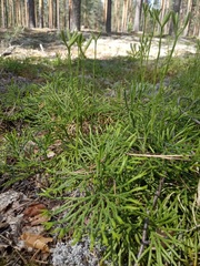 Diphasiastrum complanatum