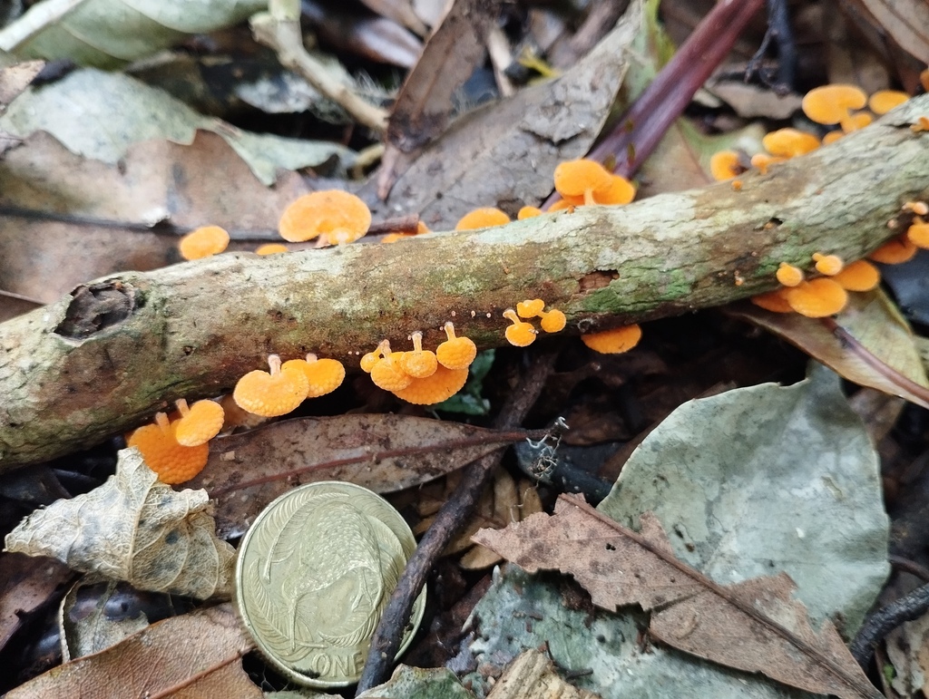 Favolaschia claudopus · April 2026 · photo: © geoffr (iNaturalist, cc0)
