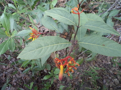 Palicourea marcgravii