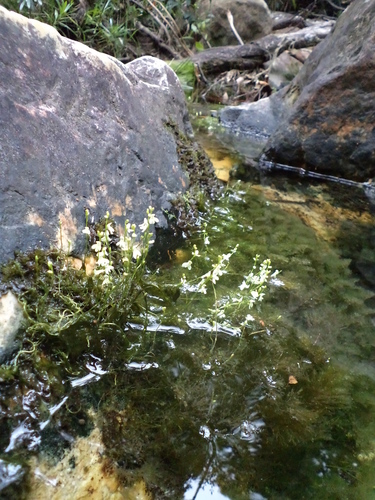 Image of Utricularia neottioides by (c) Leonardo Bergamini, some rights reserved (CC BY)
