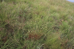 Themeda triandra