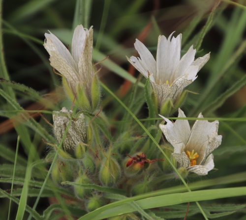 Image of Monsonia attenuata by (c) Tony Rebelo, some rights reserved (CC BY-SA)