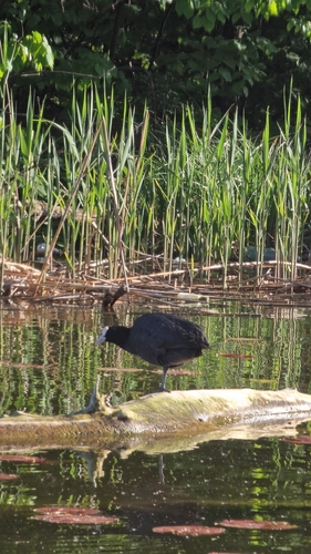 Eurasian Coot