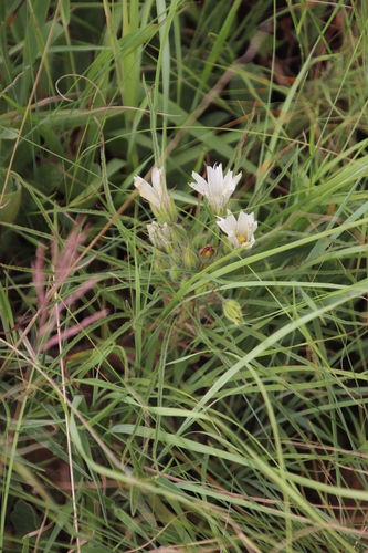 Monsonia attenuata