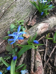 Scilla siberica