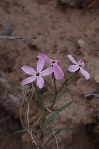 Longleaf Phlox