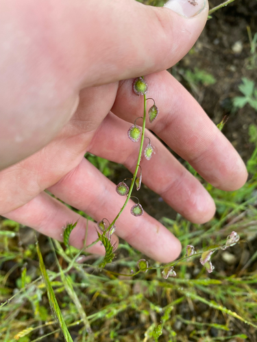 iNaturalist observation photo of Fringepods