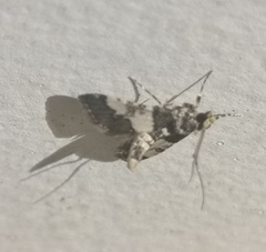 Nacoleia mesochlora