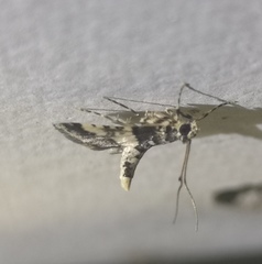 Nacoleia mesochlora