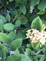 Ixora