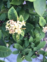 Ixora