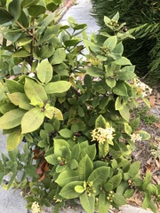 Ixora