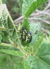 Calligrapha
