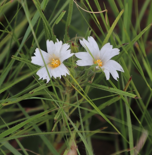 Image of Monsonia attenuata by (c) Tony Rebelo, some rights reserved (CC BY-SA)