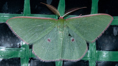 Chlorocoma cadmaria
