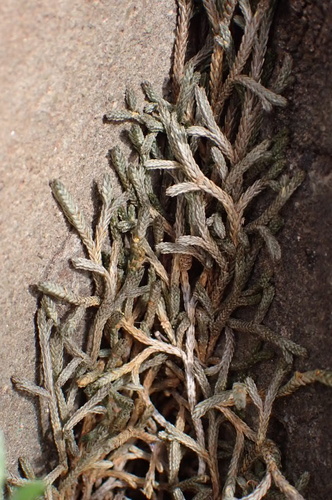 Bluntleaf spikemoss