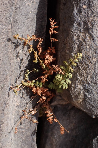 New Mexican woodsia