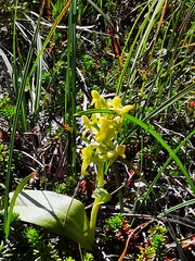 Platanthera tipuloides