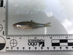 Notropis texanus
