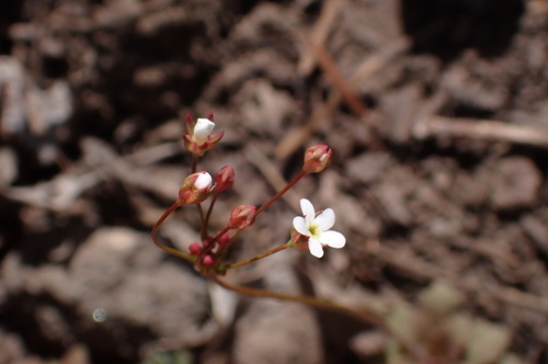 pygmy-flower rock-jasmine