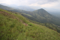 Xerophyta retinervis