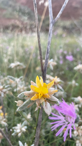 Avistamiento Genista umbellata