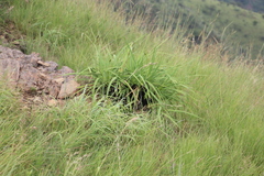 Xerophyta retinervis