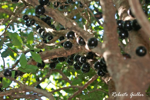 Plinia cauliflora