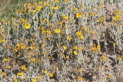 Senecio crassiflorus