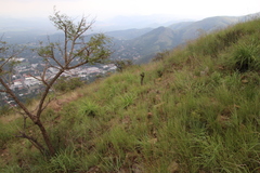 Xerophyta retinervis