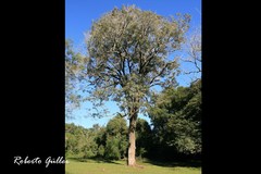 Handroanthus heptaphyllus