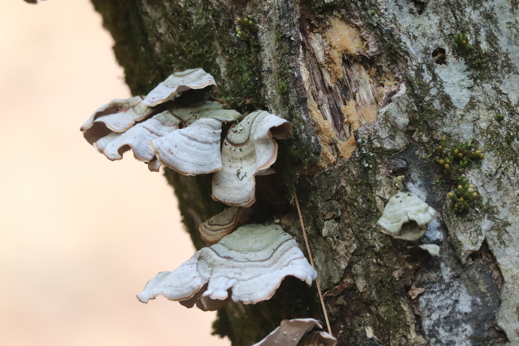 Stereum lobatum · April 2026 · photo: © apgarm (iNaturalist, cc-by-nc)