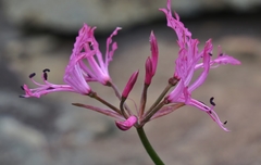 Nerine filifolia