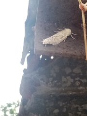 Hypercompe trinitatis