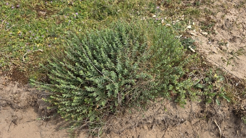 Hypericum olympicum, photograph 1