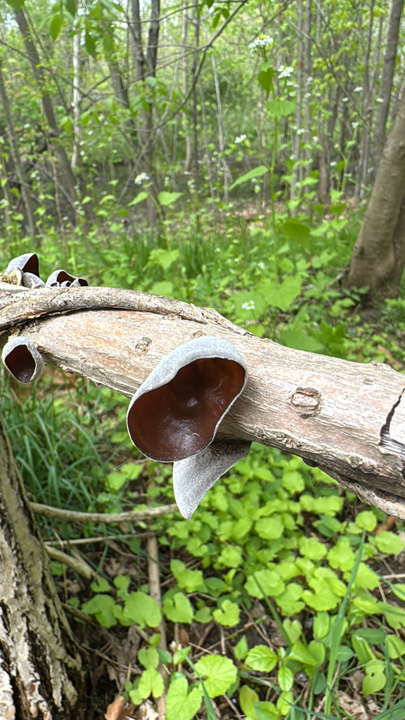 Auricularia polytricha · April 2026 · photo: © foxsu (iNaturalist, cc-by)