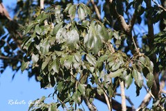 Handroanthus heptaphyllus