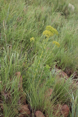 Heteromorpha involucrata