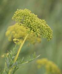 Heteromorpha involucrata