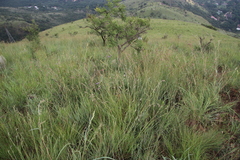Themeda triandra
