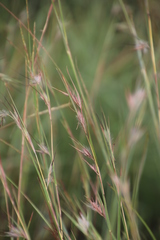 Themeda triandra