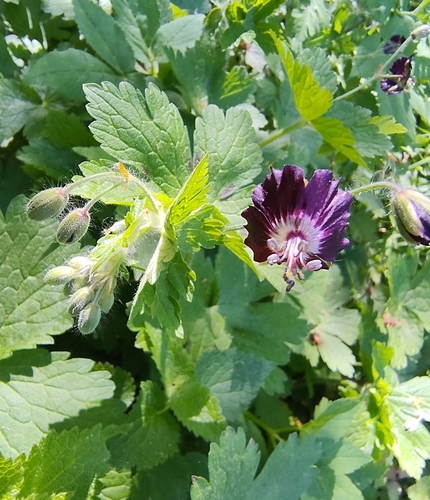 Black widow (Geranium phaeum)