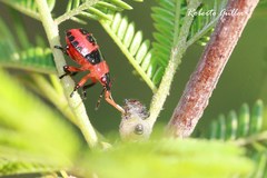 Supputius cincticeps