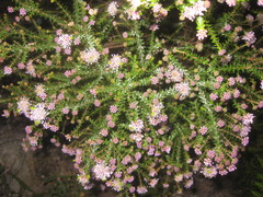 Agathosma ciliaris