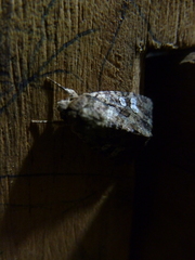 Noctuidae