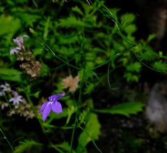 Lobelia setacea