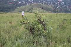 Protea gaguedi